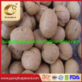 Good Quality and New Crop Walnut in Shell